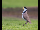 https://image.noelshack.com/fichiers/2020/14/6/1586018826-masked-lapwing-ii-elster-creek-victoria-14-june-2015.jpg