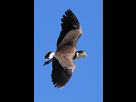 https://image.noelshack.com/fichiers/2020/14/6/1586019225-spur-winged-plover444.jpg