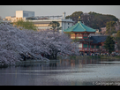 https://www.noelshack.com/2020-14-6-1586021681-parc-ueno-tokyo-30.jpg