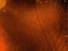 https://image.noelshack.com/fichiers/2020/14/7/1586113786-24-okslil54.png