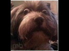 https://image.noelshack.com/fichiers/2020/15/4/1586385181-chien2.png