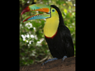 https://image.noelshack.com/fichiers/2020/15/6/1586603150-1200px-keel-billed-toucan.jpg