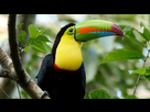 https://image.noelshack.com/fichiers/2020/15/6/1586603202-ramphastos-sulfuratus-brevicarinatus-40veu-00-04-08-16-imagen-fija002.jpg