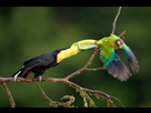 https://image.noelshack.com/fichiers/2020/15/6/1586603295-keel-billed-toucan-and-a-brown-hooded.jpg