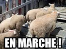 https://image.noelshack.com/fichiers/2020/15/7/1586721974-moutonenmarche.jpg