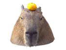 https://image.noelshack.com/fichiers/2020/16/5/1587122176-capybara.png