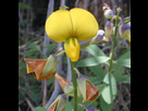 https://image.noelshack.com/fichiers/2020/17/4/1587643977-crotalaria.jpg