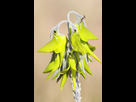 https://image.noelshack.com/fichiers/2020/17/4/1587645715-crotalaria-cunninghamii-2.jpg