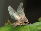 https://image.noelshack.com/fichiers/2020/17/5/1587681714-moth-september-2008-3.jpg
