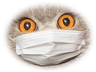 https://image.noelshack.com/minis/2020/17/7/1587900634-chat-stkr-z-f-mask.png