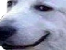 https://image.noelshack.com/fichiers/2020/18/1/1587990898-1482935893-chienzoom.png