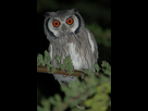 https://image.noelshack.com/fichiers/2020/18/7/1588470585-290px-ptilopsis-granti-chobe-river-front-botswana-8.jpg