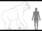 https://image.noelshack.com/fichiers/2020/19/6/1589020442-80bafa42dd-83947-gigantopithecus-comparaisonhomme.jpg