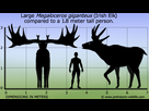 https://image.noelshack.com/fichiers/2020/19/6/1589031605-megaloceros-giganteus-irish-elk-size.jpg