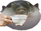 https://image.noelshack.com/fichiers/2020/19/7/1589114685-1575288921-tassed.png