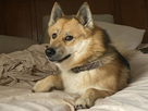https://image.noelshack.com/fichiers/2020/20/1/1589218826-doge2.jpg