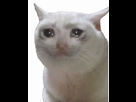 https://image.noelshack.com/fichiers/2020/20/4/1589457616-image.png