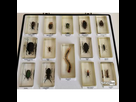 https://image.noelshack.com/fichiers/2020/21/4/1590069731-400f-00001-coffret-collection-insectes-sous-resine.jpg