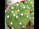 https://image.noelshack.com/fichiers/2020/21/4/1590076449-echinopsis-subdenudata.jpg