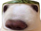 https://image.noelshack.com/fichiers/2020/22/5/1590764560-1556405199-1548613428-chien-melon2.png