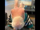 https://image.noelshack.com/fichiers/2020/23/3/1591168507-fcbaaa6de5ff8f972cbef7864f0e68ed.png