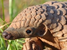 https://image.noelshack.com/fichiers/2020/25/3/1592399768-pangolin-bis.jpg