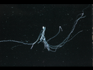 https://image.noelshack.com/fichiers/2020/25/6/1592609124-syphonophore.jpg