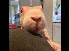 https://image.noelshack.com/fichiers/2020/26/4/1593073315-66ecaa3d9e0baeeea2aa55618e9dfd5a.png