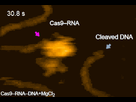 https://image.noelshack.com/fichiers/2020/28/1/1594068406-b035fd3eac-115501-film-crispr.gif