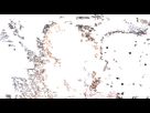 https://image.noelshack.com/fichiers/2020/28/5/1594337030-comfortableactivegibbon-max-1mb.gif