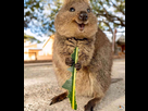 https://image.noelshack.com/fichiers/2020/28/7/1594508345-large-quokka-3-jpg-40fb6387b6c064dfe89a9b5eb6083c35.jpg