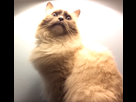 https://image.noelshack.com/fichiers/2020/30/7/1595756334-1.png