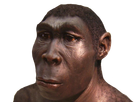 https://image.noelshack.com/fichiers/2020/31/4/1596131561-homoerectus.png