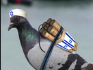 https://image.noelshack.com/fichiers/2020/32/2/1596566353-pigeon.png