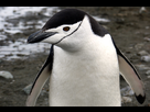 https://image.noelshack.com/fichiers/2020/32/5/1596804536-chinstrap-penguin.jpg