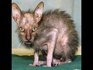 img https://image.noelshack.com/minis/2020/33/4/1597303480-ugly-cats-scary-chat-moche-laid-3.png /img