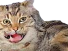 https://image.noelshack.com/fichiers/2020/34/3/1597870591-catbug.png
