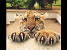 https://image.noelshack.com/fichiers/2020/34/5/1597986986-tiger-cub-with-claws-out-4825888746.jpg