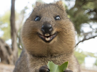 https://www.noelshack.com/2020-34-6-1598110947-1597934734-quokkaaaa.jpg