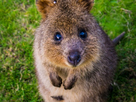 https://www.noelshack.com/2020-34-6-1598114704-1597934712-quokka.jpg