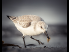 https://image.noelshack.com/fichiers/2020/35/1/1598281970-sanderling3.jpg