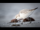 https://image.noelshack.com/fichiers/2020/35/1/1598282308-sanderling.jpg