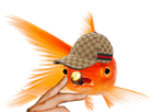 https://image.noelshack.com/fichiers/2020/37/5/1599849474-le-poisson-rouge-est-facile-a-elever-photo-rl-14921068932.png