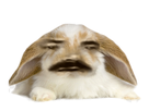 https://image.noelshack.com/fichiers/2020/37/7/1600009331-1597622452-lapin-belier.png