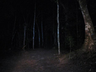 https://image.noelshack.com/fichiers/2020/38/1/1600087781-549696-a-jungle-trail-at-night-0.jpg