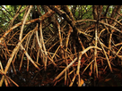 https://image.noelshack.com/fichiers/2020/38/1/1600089478-sophie-gonzalez-les-paletuviers-rouges-deploient-leurs-racines-en-arceaux-dans-la-mangrove-800x530.jpg