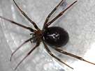 https://image.noelshack.com/fichiers/2020/38/6/1600472099-steatoda-grossa.jpg