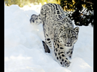 https://image.noelshack.com/fichiers/2020/39/6/1601103346-943412-1-snow-leopard-standard.jpg