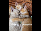 https://image.noelshack.com/fichiers/2020/40/6/1601682890-cats.jpeg