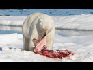 https://image.noelshack.com/fichiers/2020/41/6/1602328427-polar-bear-ursus-maritimus-with-its-prey.jpg